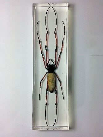 NEPHILA KUHLII ORB SPIDER embedded in casting resin